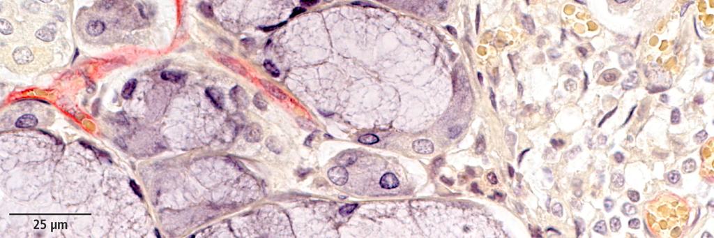 Abbildung 4.27: Nachweis der Alkalischen Phosphatase (Rotfärbung) in den Endothelzellen, Kunststoff 4 Auftreten verschiedener Zellen in der Gl. mandibularis In der Gl.