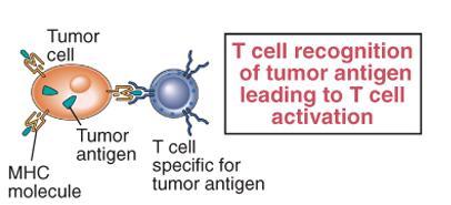 Der Tumor wehrt sich Änderung des Tumorantigens