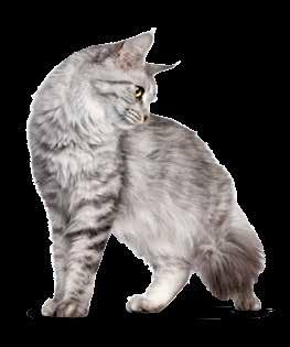 Weil keine Düfte hinzugesetzt werden, ist feliton Pure besonders für geruchssensible Katzen geeignet, die ansonsten parfümierte Streu meiden.
