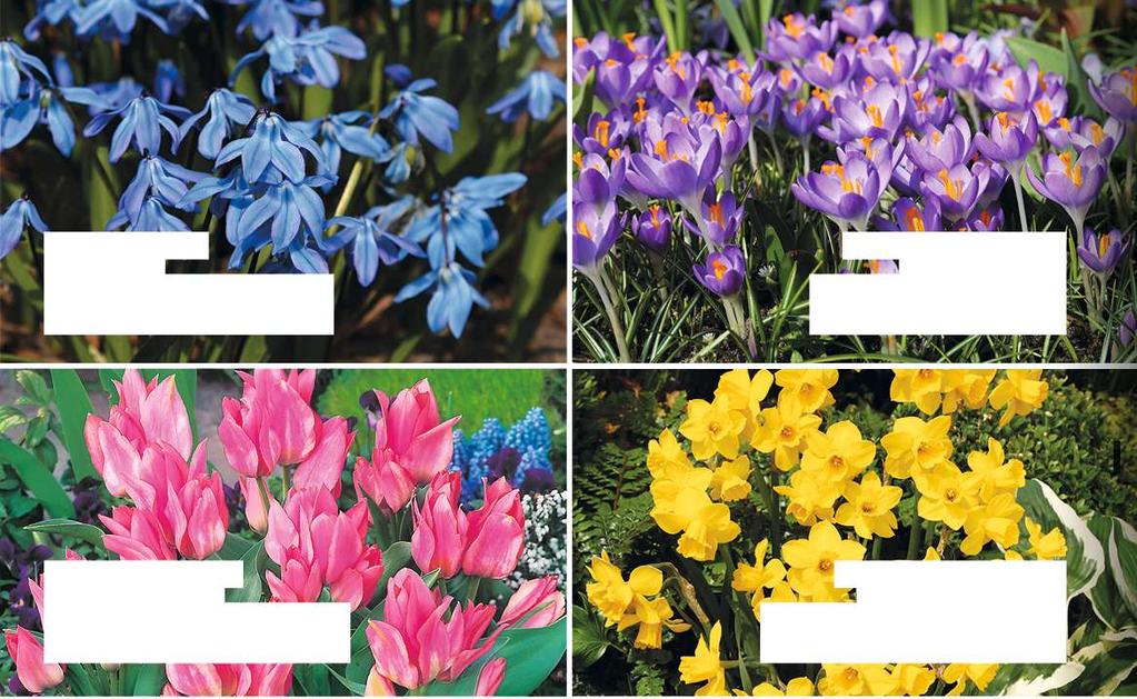 Alle Abbildungen zeigen mehrere Exemplare Fotos: C.P.M. Dobbe Floramedia BLAUSTERNCHEN SCILLA SIBERICA Blüte: blau Blütezeit: März April Höhe: ca.