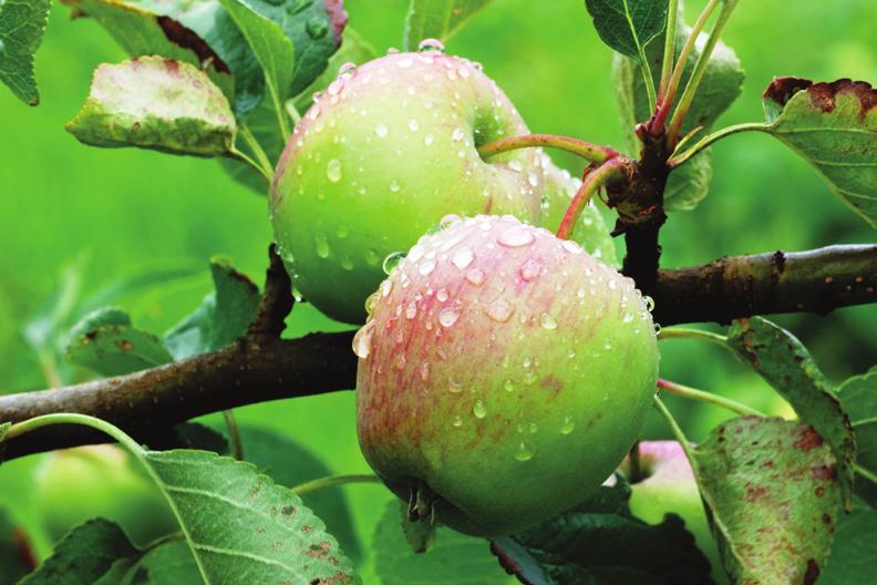 Die Anwendung im Kernobst Im Obstbau sind neben der Erzeugung von gesunden Früchten, vor allem die Inhaltsstoffe von großer Bedeutung.
