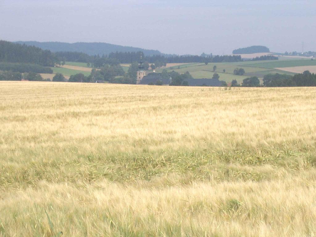 Braugerstenanbau in Bayern Entwicklung von