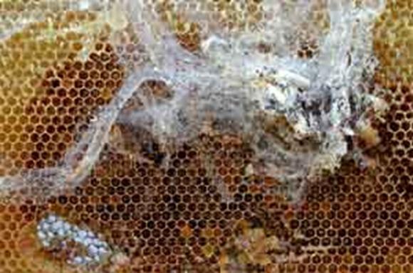 Bienenwachs schonend aufbereiten