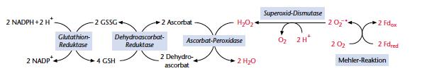 Dehydroascorbat-Reductase o Reduktion des Dehydroascorbats unter Beteiligung von Glutathion als Reduktionsmittel und Koppelung an die