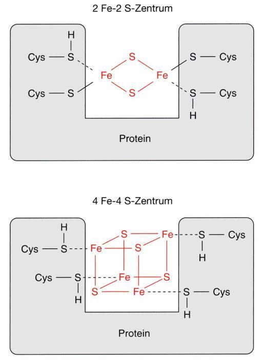 10. Eisen-Schwefel-Cluster Mehrfachkomplexe aus Eisen und Schwefel Kofaktoren der Enzymreaktionen Komponenten der Elektronentransportkette (Fe 2+ und Fe 3+) 2 Fe-2 S-Zentrum (sehr stabil) o