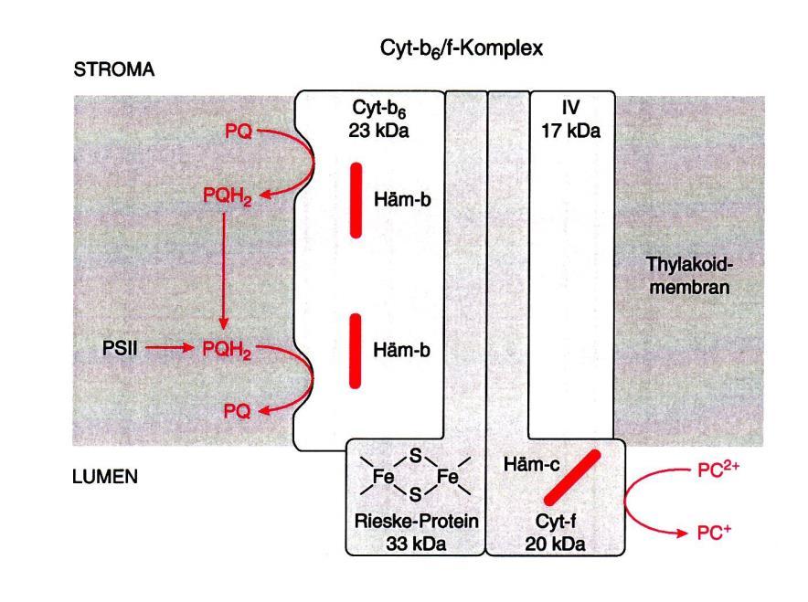 b. Die Cytochrome bn und bp der b-untereinheit übertragen das zweite Elektron vom PQH auf ein oxidiertes Plastochinon (PQ) 3.
