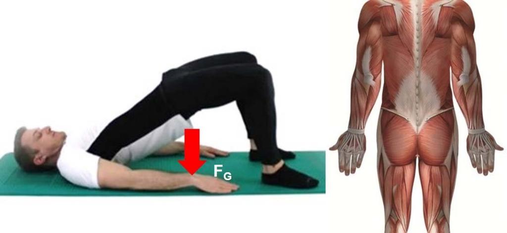 Abb. 92: Die dorsale Muskelkette im sportpraktischen Beispiel ( BSA/DHfPG) Die ventrale Muskelkette: Zur ventralen Muskelkette zählen die folgenden Muskelgruppen: M.