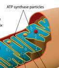 Wie auch bei der bakteriellen H + -ATPsynthase können die Un- F 0 Stator H + f d H 5 ATP g J 4 a 8 9 10 ADP + P i Rotor Matrixraum F 1 Innere Mitochondrienmembran e Intermembranraum Abbildung 1.