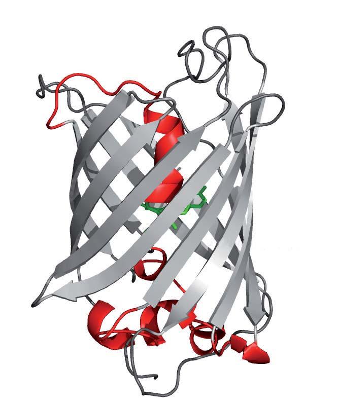 1.2 Fluoreszierende Proteine Abbildung 1.6: Struktur des grün fluoreszierenden Proteins (GFP) aus Aequorea victoria.