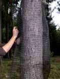 Haltbarkeit (UV-Stabilität): 8 12 Jahre Beste Dehnbarkeit - wächst mit dem Baum mit. 260411 WitaSchäl Schälschutz - 50 cm x 40 lfm für Stammdurchmesser von ca.