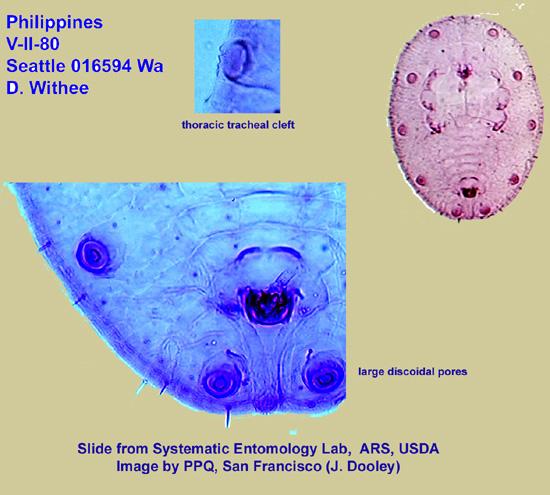 Abb.: Puparium und Details von Dialeuropora decempuncta (J.