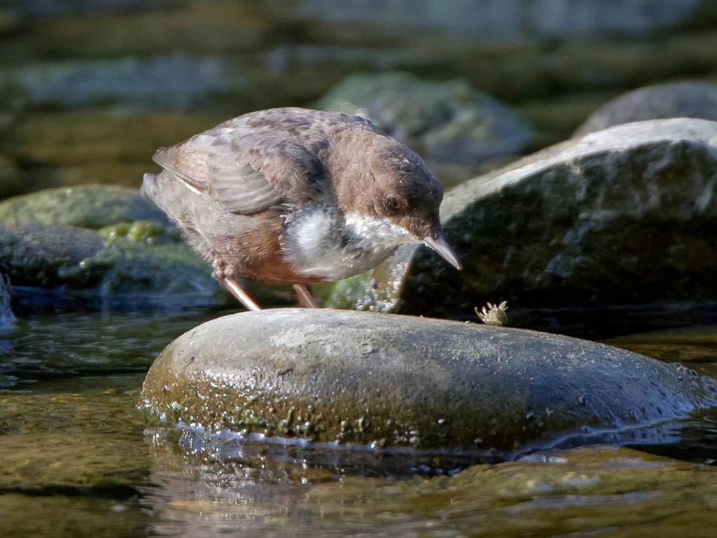 Bild: Die Wasseramsel frisst im Wasser lebende Kleintiere Die Wasseramsel ist der einzige Singvogel, der schwimmen und tauchen kann, obwohl sie keine Schwimmhäute an den Füssen besitzt.