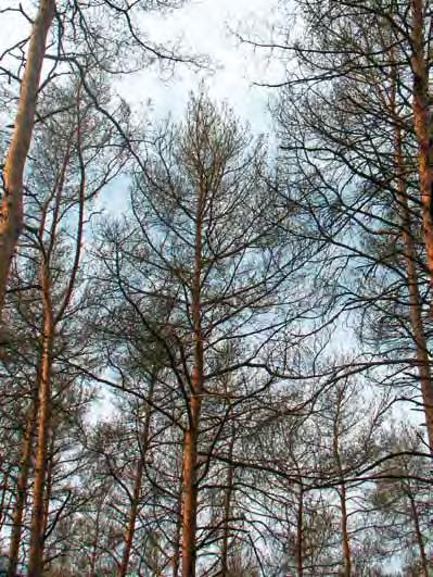 Die ausgedehnten, oft gering strukturierten Kiefernwälder des nordostdeutschen Tieflandes weisen sowohl im geschichtlichen Rückblick als auch in der Gegenwart eine hohe Disposition gegenüber dem