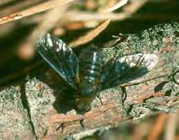 Nonne Lymantria monacha Die Nonne, Lymantria monacha (Lepidoptera; Familie Lymantriidae), ist ein polyphages Insekt. Sehr hohe Befallsdichten erreicht die Nonne aber nur in Nadelwäldern.