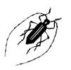 Bäckerbock Monochamus galloprovincialis Der Bäckerbock, Monochamus galloprovincialis (Coleoptera; Familie Cerambycidae), ist besonders zu überwachen, weil er in Portugal den Kiefernholznematoden,