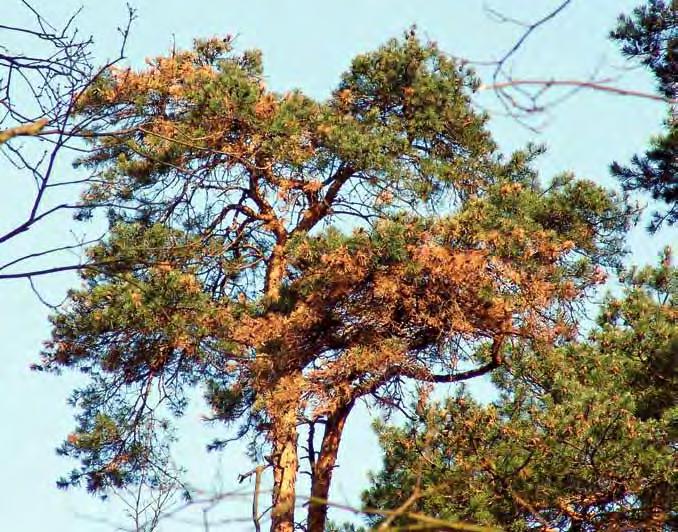 Diplodia-Triebsterben Erreger: Diplodia pinea, Syn.: Sphaeropsis sapinea T 1 D. pinea ist ein weltweit verbreiteter Kleinpilz.