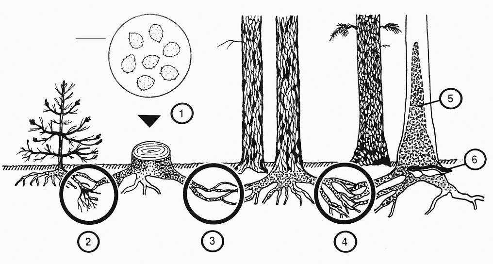 Wurzelschwamm-Arten Heterobasidion annosum s. l. W 1 Wurzelschwamm-Arten gelten in den Wäldern der nördlich gemäßigten Klimazone als wirtschaftlich bedeutendste pilzliche Schaderreger.