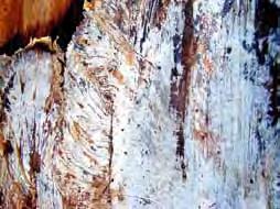 Wurzelhals (A), rasches Absterben infizierter Pflanzen dicke weiße, fächerförmige Myzelhäute unter der Rinde (B) A