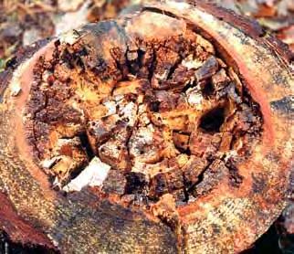 ältere Exemplare ockergelbe (B) bis bräunliche Farbtöne Fruktifikation im Spätsommer und Herbst über erkrankten Wurzeln oder direkt an der Stammbasis befallener Bäume Holz verfärbt sich zunächst