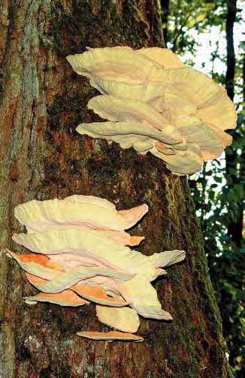 Schwefelporling Laetiporus sulphureus S 3 Der Schwefelporling ist ein wichtiger Stammfäuleerreger an Laubbäumen. Betroffen sind insbesondere Baumarten mit Farbkern.