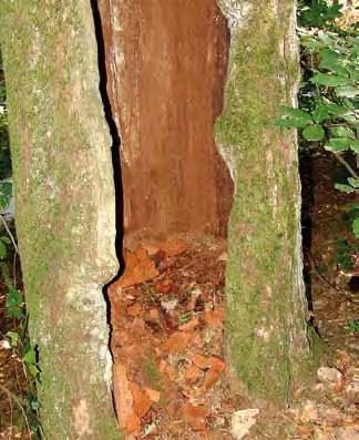 weichfleischig, einjährig, in beliebiger Höhe am Stamm, auch an starken Ästen A Kernholz färbt sich braunrot und zerfällt