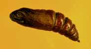 ) Gilpinia frutetorum: pergamentartig, bronzefarben Indifferent Kiefernschwärmer (Puppe) Merkmale: sehr groß, auffällige Rüsselscheide 2 12