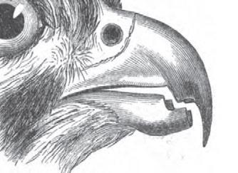 Greifvögel Christian Fosserat Der Wanderfalke ist ein Beutegreifer. Dieser Name bezeichnet fleischfressende Vogelarten, die andere Tiere fressen.