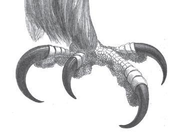 Alle Beutegreifer haben zwei typische Körpermerkmale: Einen hakenförmigen, messerscharfen Schnabel Starke Füsse mit langen Krallen, die Beute