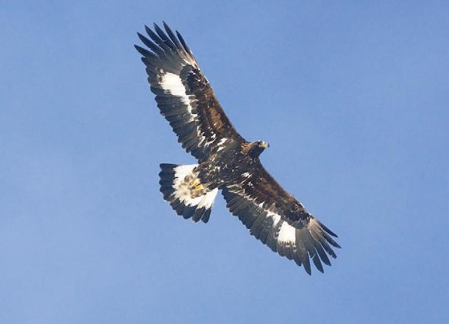 Sie fliegen ruhig mit wenig Flügelschlägen und nutzen warme Aufwinde, um zu segeln. Adler: In der Schweiz lebt nur eine Adlerart.