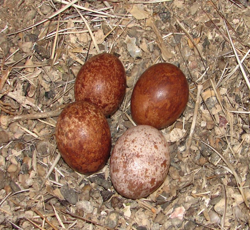 Das Nest besteht aus lockerem Material mit Mulde, welche das Weibchen scharrt. Kein Nestbau. Wanderfalken nutzen auch Nester anderer Vogelarten.
