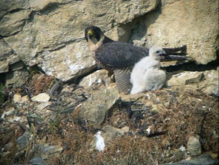 Brutgeschäft durch beide Falken dauert etwa 30 Tage Mitte April schlüpfen die jungen Wanderfalken Das Männchen versorgt die ersten 2 Wochen