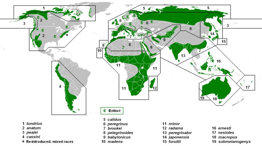 Verbreitung Je nach Klassifizierung werden 19-24 Unterarten des Wanderfalken beschrieben.