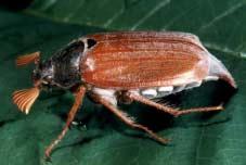 Der Maikäfer ein verkannter Käfer In Mitteleuropa finden wir vorwiegend Feldmaikäfer (Melolontha melolontha).