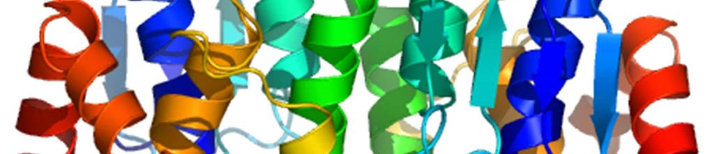 wasserlöslicher sind. Die räumliche Struktur dieses Enzyms ist in Abbildung 6 dargestellt. Abbildung 6: Räumliche Struktur des Enzyms Glutathion-S-Transferase. Bildquelle: http://www.jcsg.
