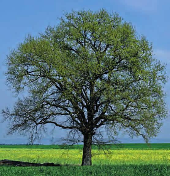Klassische Mondholz Böden das Maß ist der Baum. Ein Thoma-Vollholzboden zeichnet sich durch die alleinige Verwendung des Naturproduktes Holz aus.