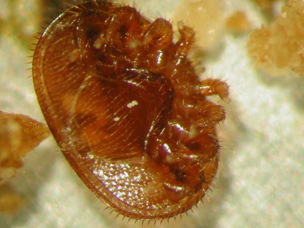 Abwehrmechanismen der Bienenvölker Apis caerana: Vermehrung der Varroa nur in Drohnenbrut Aufspürung und Ausräumung von Milben aus