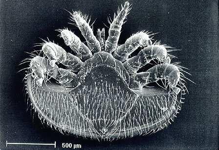 Varroa-Weibchen: queroval, flach 1,1 x 1,6 mm groß erwachsene Milben rotbraun gefärbt, Larven weißlich Körperoberfläche hart, mit Borsten