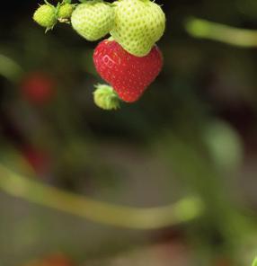 Im Folgenden werden die Koppert-Produkte für die einzelnen Schädlinge aufgeführt. THRIPS Thrips ist einer der Hauptschädlinge in Erdbeerkulturen.