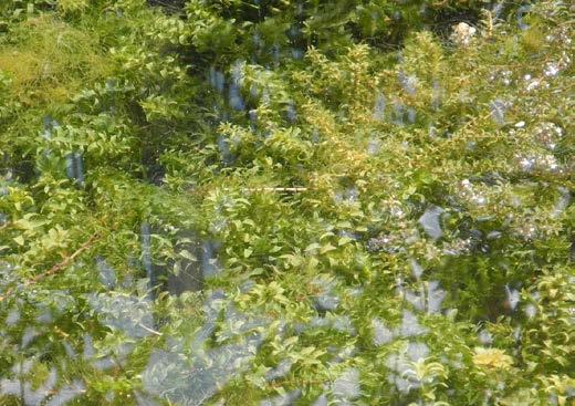 Pflanzen Elodea nuttallii Schmalblättrige Wasserpest Lebensraum: Aquatisch (Süßwasser) Listung: 02.08.2017 Ursprüngliches Areal: Nordamerika Unterliegt: Management (Art.