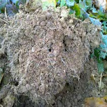 Zwischenfrucht und Humus Humus beeinflusst sehr viele Bodeneigenschaften und funktionen: erhält und verbessert die Bodenfruchtbarkeit verbessert die Bodenstruktur und - gare erhöht die