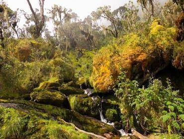Die Region rund um den Kibale-Wald ist berühmt für ihren großen Artenreichtum an Primaten. Zudem prägen zahlreiche Teeplantagen die Landschaft.