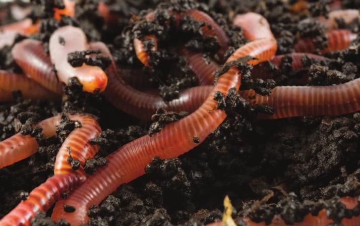 10 x Bio 11 Als stille Helfer sorgen Regenwürmer für gute Durchlüftung des Bodens und schließen wichtige Pflanzennährstoffe auf. mern und andere Bodenorganismen.