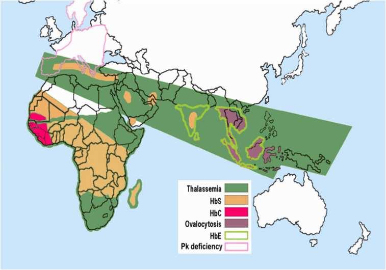 Transfusion 2012 Thal global ~ 4% Allelträger Westafrika ~ 25% Allelträger Antikörperprävalenz: 5,2-30% 2-6 2. Weatherall DJ. Hematology. 8th ed.