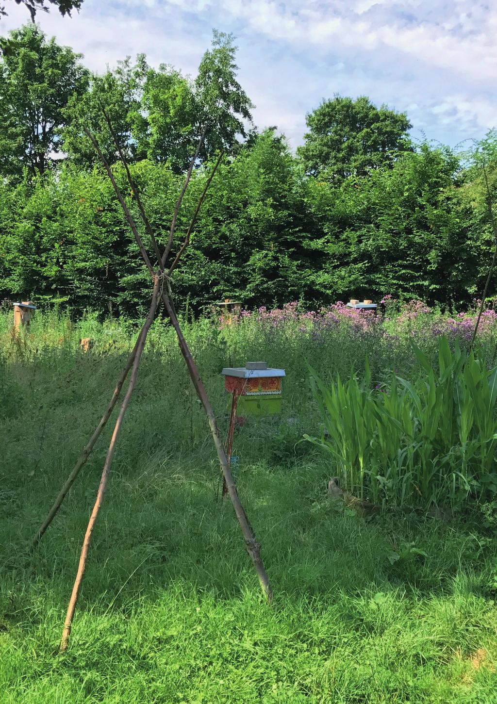 Biene Mensch Natur Hier darf die Biene Biene sein In der Nähe des Naturschutzgebietes zwischen Nidda und Altarm hat die BIENENBOTSCHAFT auf dem Vereinsgelände des Kleintierzuchtvereins Klein-Karben