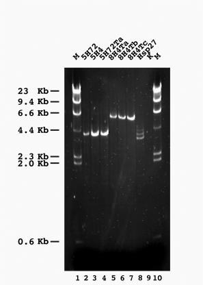 $EEÃ PCR-Analyse transgener 'ÃPHODQRJDVWHU-Stämme Ã Ã Ã $EEÃ Aus genomischer DNA von transgenen 'ÃPHODQRJDVWHU Stämmen wurde mittels PCR das trdna-cluster bestehend aus Hsp70 Promotoren amplifiziert