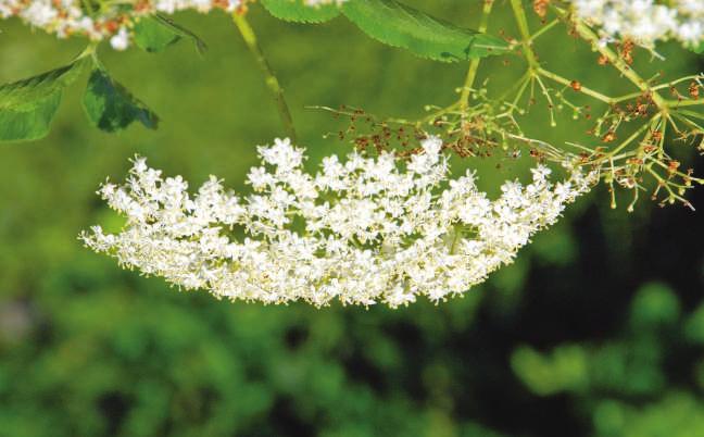 ERLEBNISAUSSTELLUNGEN I So schmeckt die Natur -