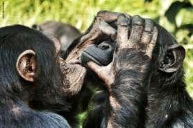 Alternativ können Sie gegen Aufpreis von 150,- eine Tour nach Ngamba Island zum Chimpanzee Sanctuary unternehmen.