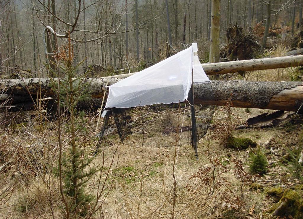 Fuhrmann: Wegwespen des Nationalparks Kellerwald-Edersee AMPULEX 4 2012 Probefläche 1: Windwurffläche Bei der Probefläche 1 Windwurffläche (TK 4819,4) handelt es sich um einen etwa 0,3 ha großen