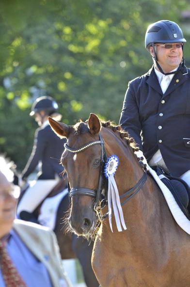 148 cm Bildhübscher, lektionssicherer Ponyhengst.