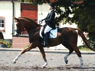 Golden Sunshine Deutsches Reitpony, Palomino Wallach, geb. 2004 v. FS Golden Highlight, MV Brooklands Moonwalker, Stockmaß ca.